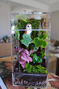 Enchanted Forest Bioactive Jumping Spider Enclosure