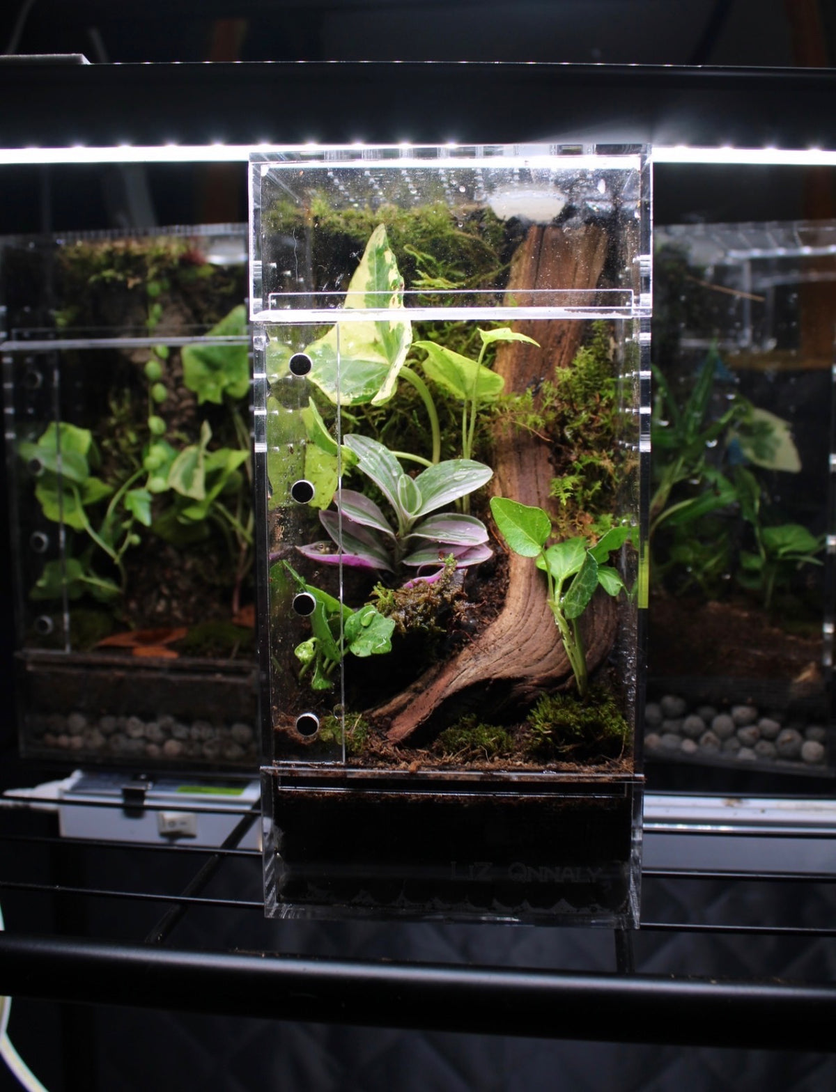 Custom Bioactive Jumping Spider Enclosure