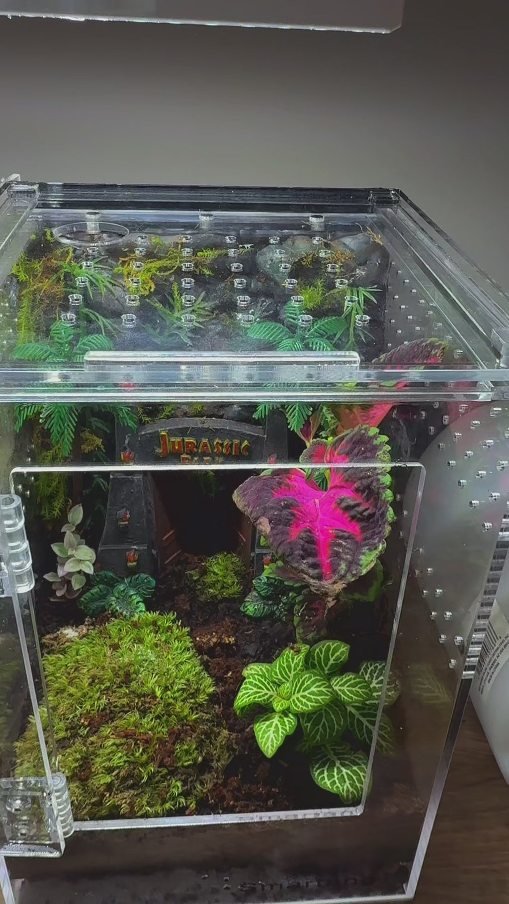 Amethyst Crystal Jumping Spider Enclosure
