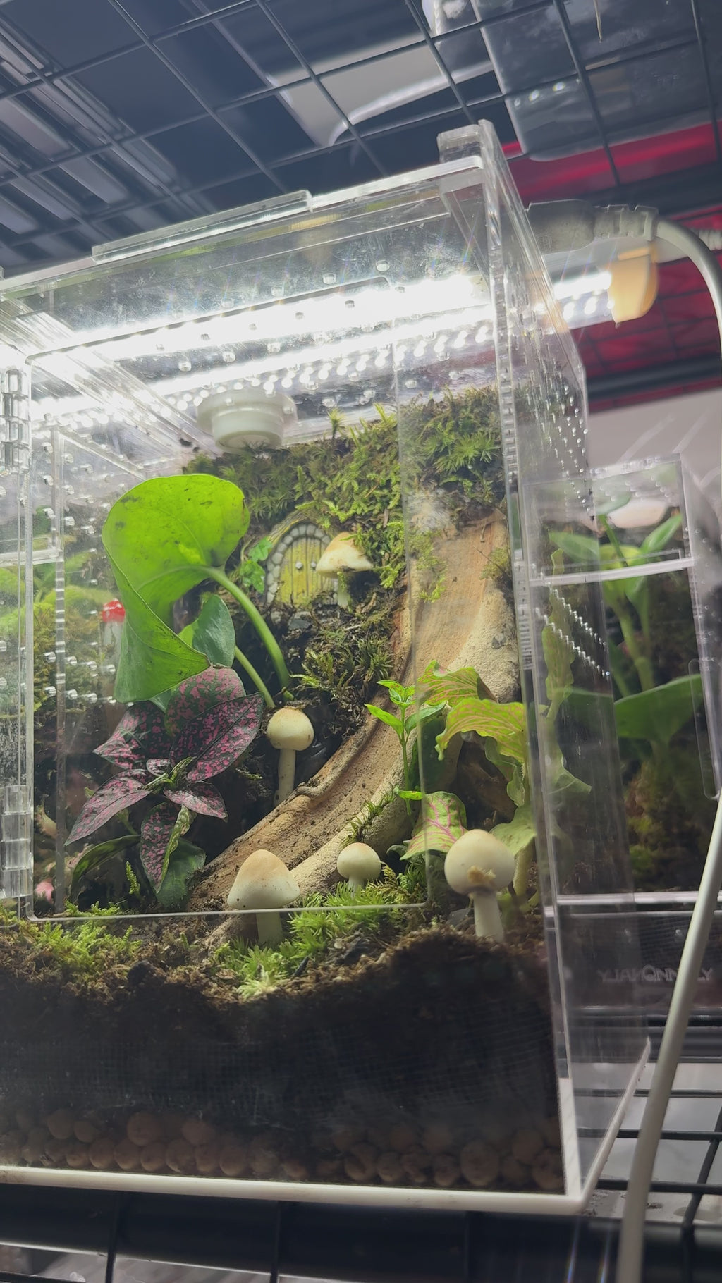 Mushroom Fairy Garden BIoactive Jumping Spider Enclosure