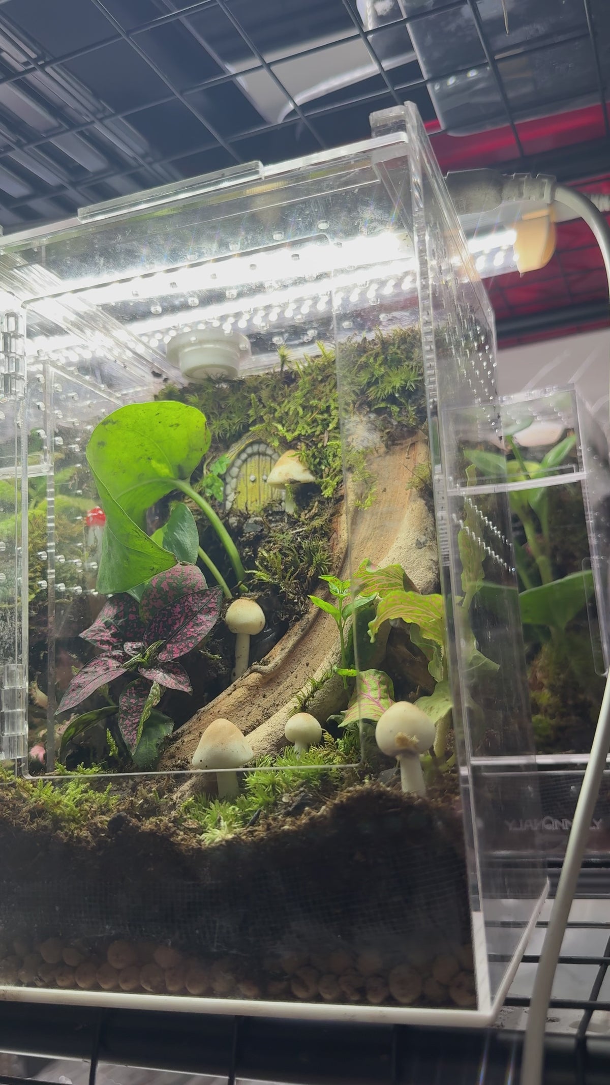 Mushroom Fairy Garden BIoactive Jumping Spider Enclosure