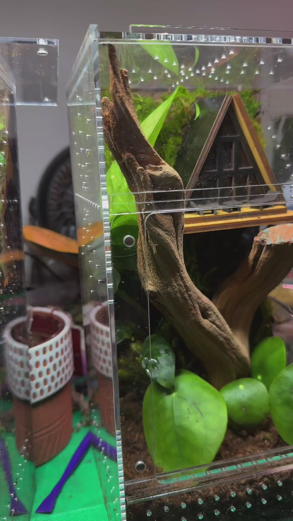 Cabin In The Woods Bioactive Jumping Spider Enclosure